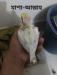 Lutino cockatiel baby